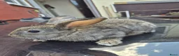Mixed Breed rabbits for sale: 8 week old baby bunnies  - Advert 3