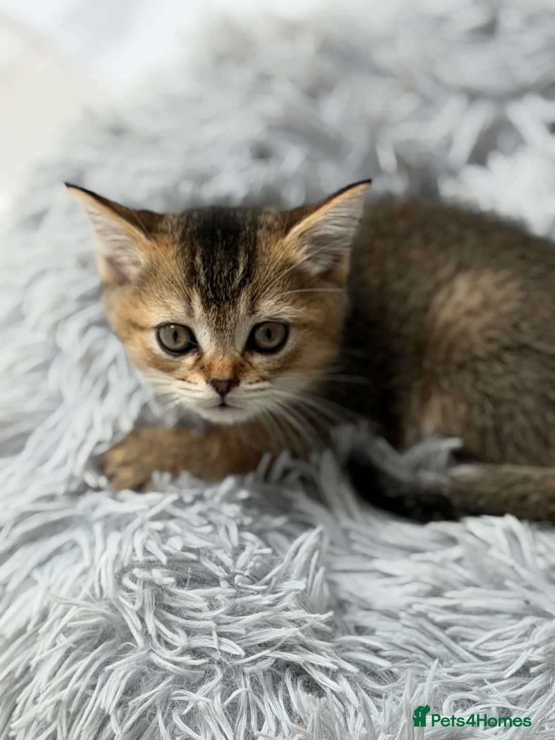 Scottish Fold cats for sale: Scotish Kitten - Advert 17