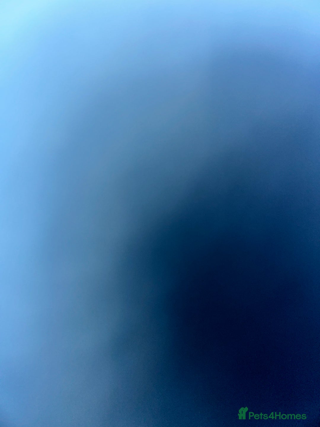 Mixed Breed dogs for sale: Mixed breed  - Advert 4