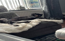 Mixed Breed dogs for sale: Luna  - Image 1