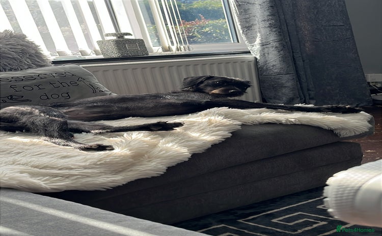 Mixed Breed dogs - Advert 1
