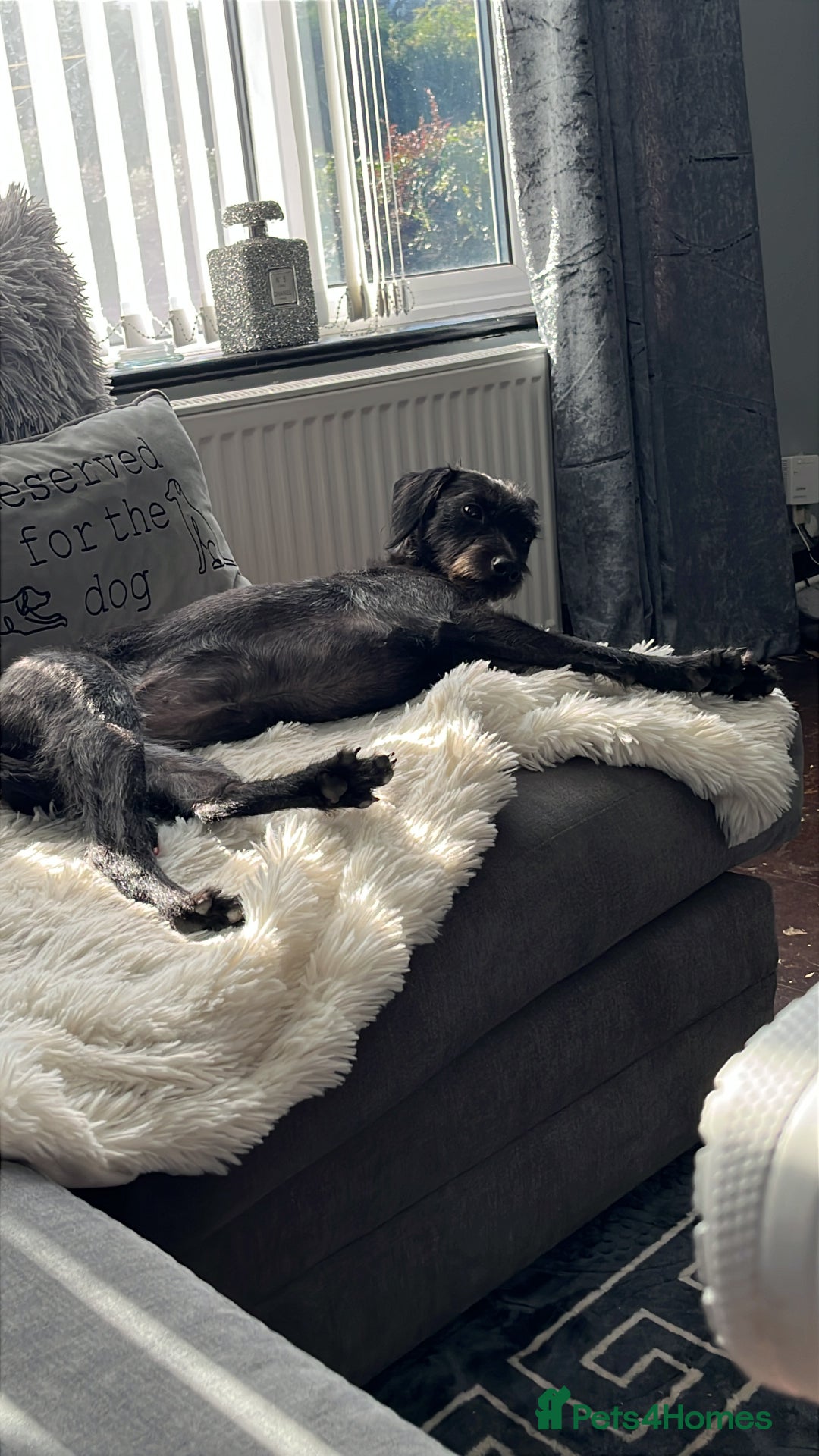 Mixed Breed dogs for sale: Luna  - Image 1