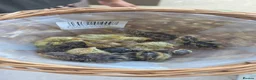 Quail poultry for sale: Quails and hens & males  - Advert 8