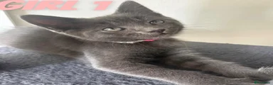 Russian Blue/ragamuffin girl 1 