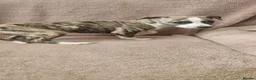Whippet dogs for sale: KC HEALTH AND HEART TESTED WHIPPETS - Advert 3