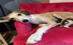 Mixed Breed dogs for sale: 7 months old puppy for sale  - Image 1