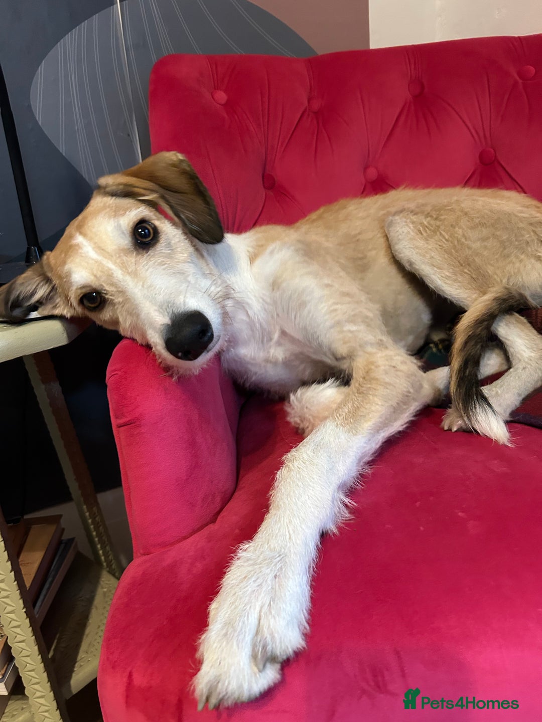 Mixed Breed dogs for sale: 7 months old puppy for sale  - Image 1