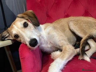 Mixed Breed dogs - Advert 1