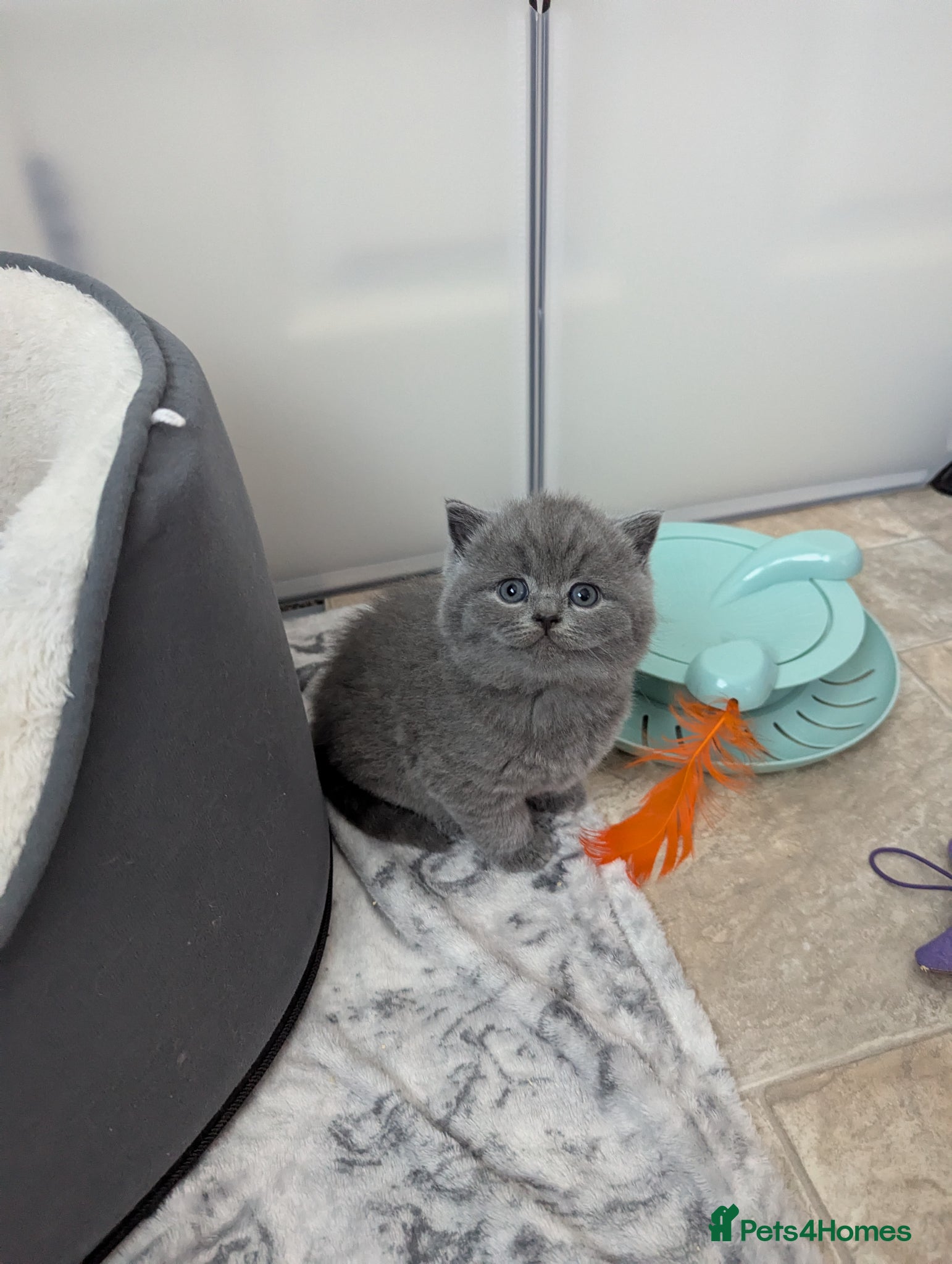 British Shorthair cats Pedigree chunky British blue shorthairs boy kitten - Advert 11