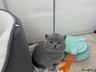 British Shorthair cats Pedigree chunky British blue shorthairs boy kitten - Advert 11