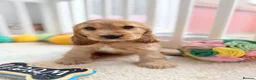 Cocker Spaniel dogs for sale: Champion Bloodline KC Show Cocker Spaniel Puppies  - Advert 7