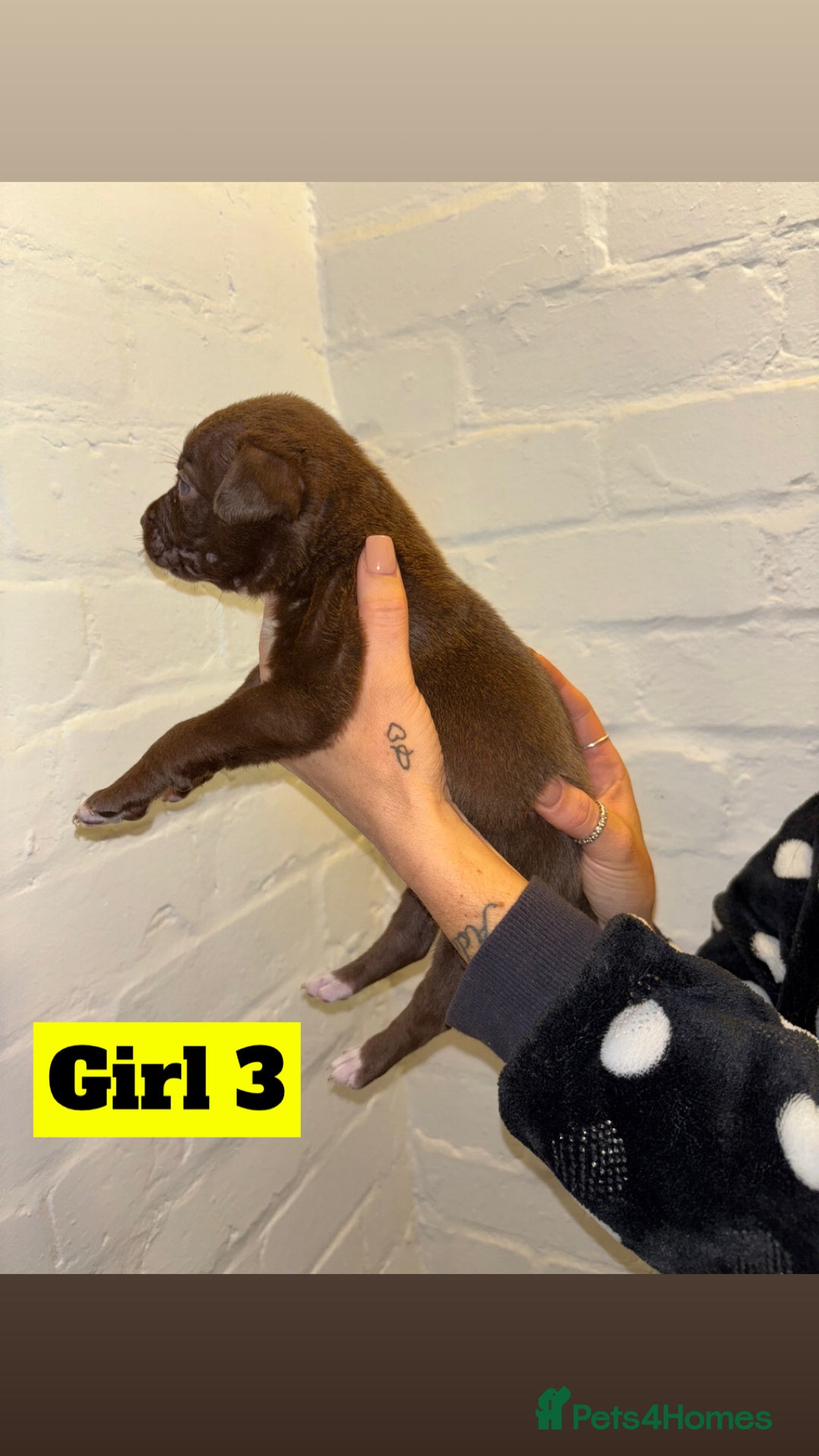 Mixed Breed dogs for sale: Beautiful Border collie/kelpie X staff cross pups - Image 12
