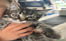 Mixed Breed cats for sale: Rag doll mixed breed kittens for sale - Image 4