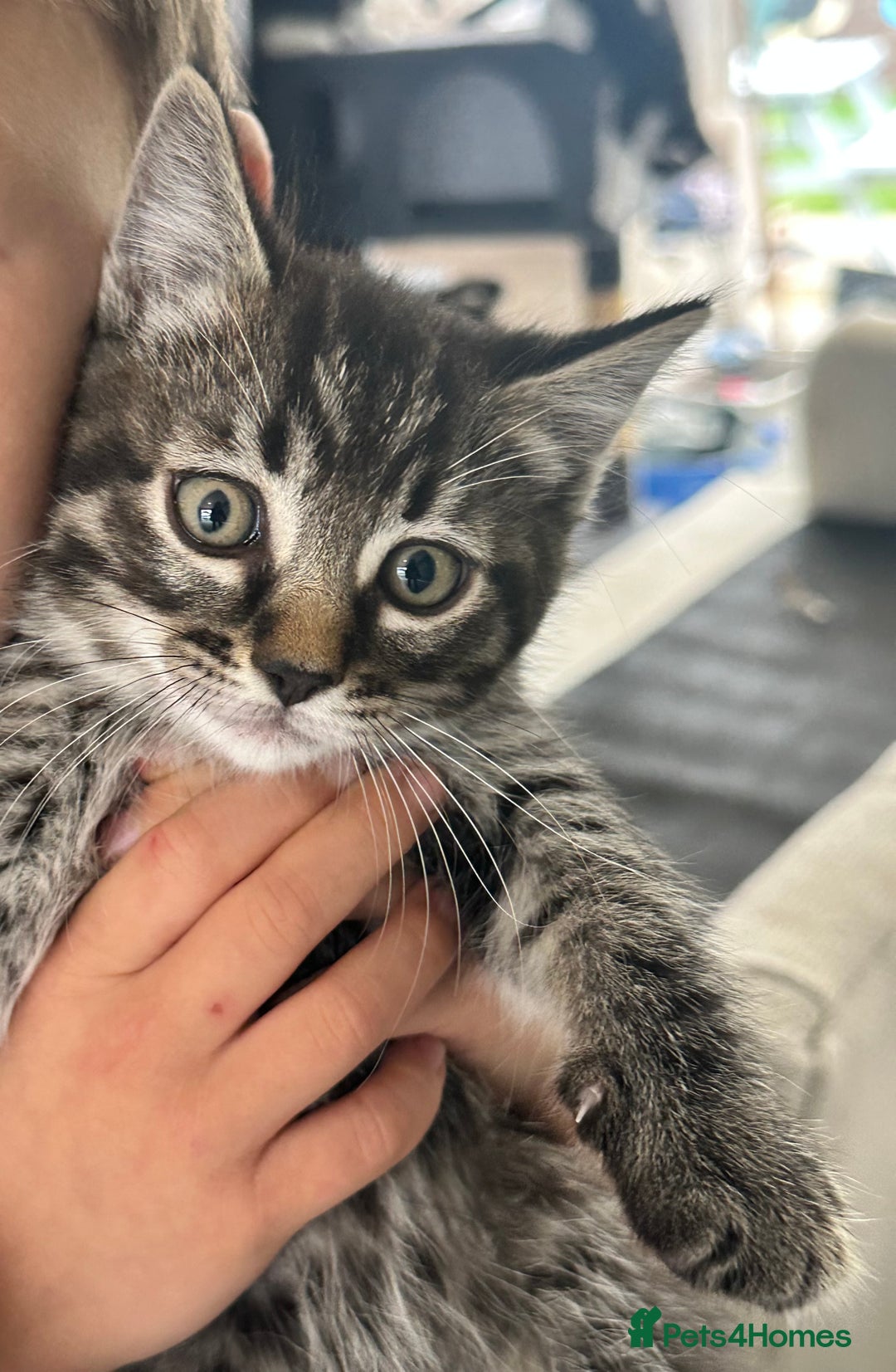 Mixed Breed cats for sale: Rag doll mixed breed kittens for sale - Image 4