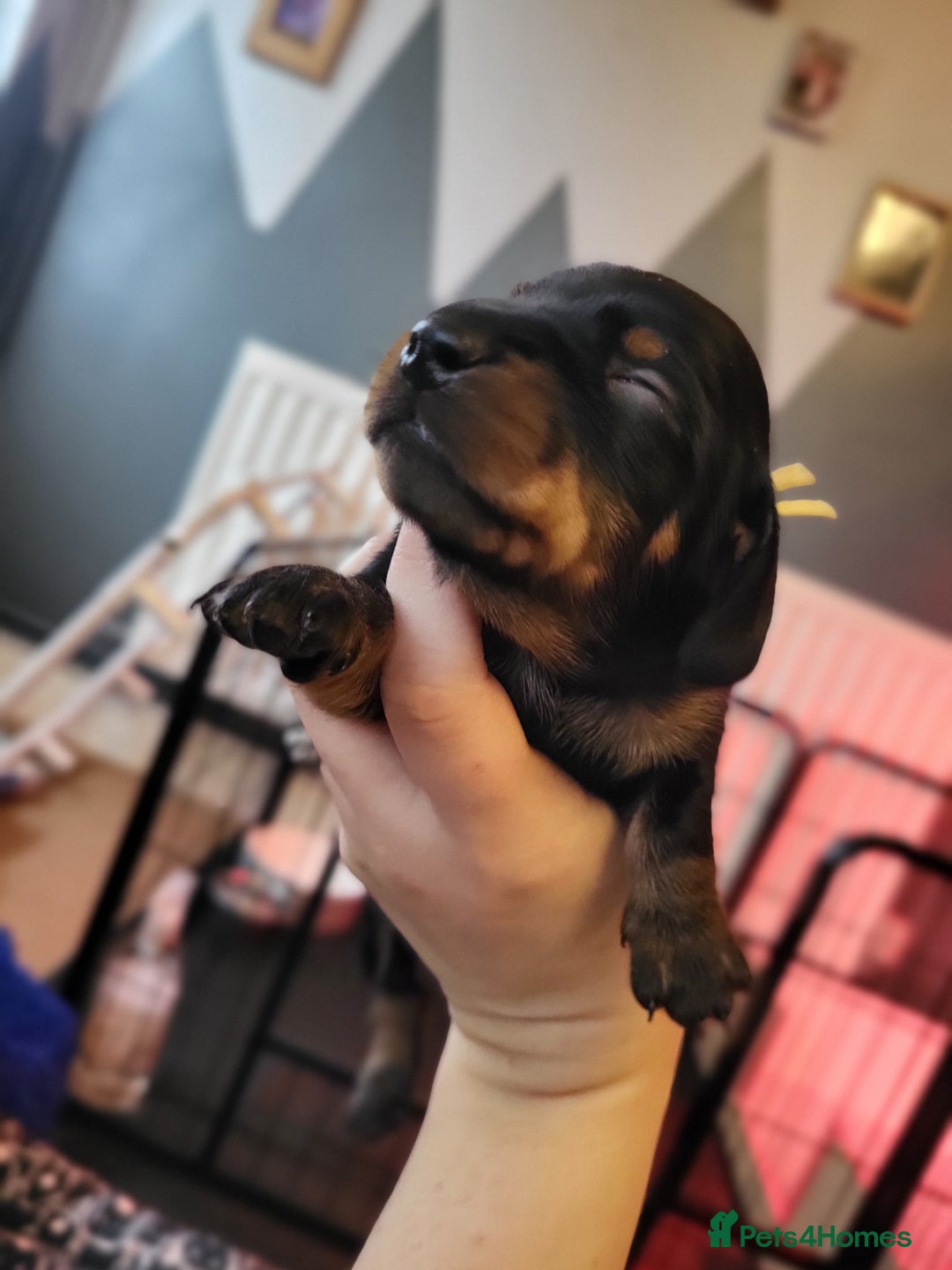 Miniature Dachshund dogs for sale: Miniature dachsund  - Image 16