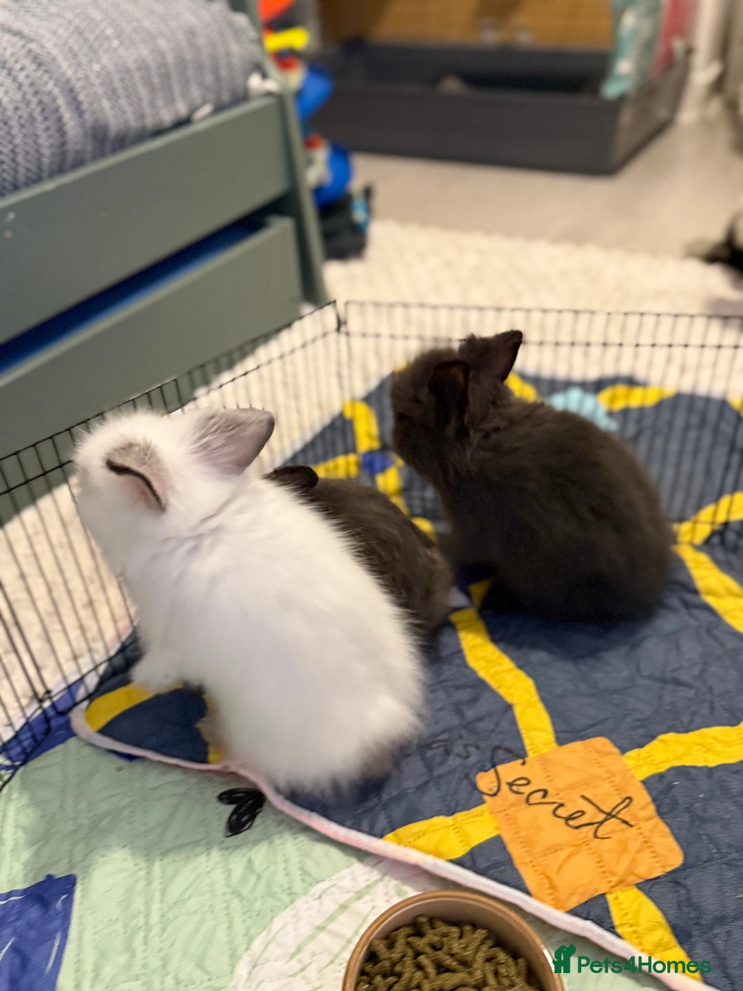 Lionhead rabbits for sale: Lionhead  - Advert 11