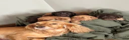 Cocker Spaniel dogs for sale: Working cocker Spaniel Puppies - Advert 14
