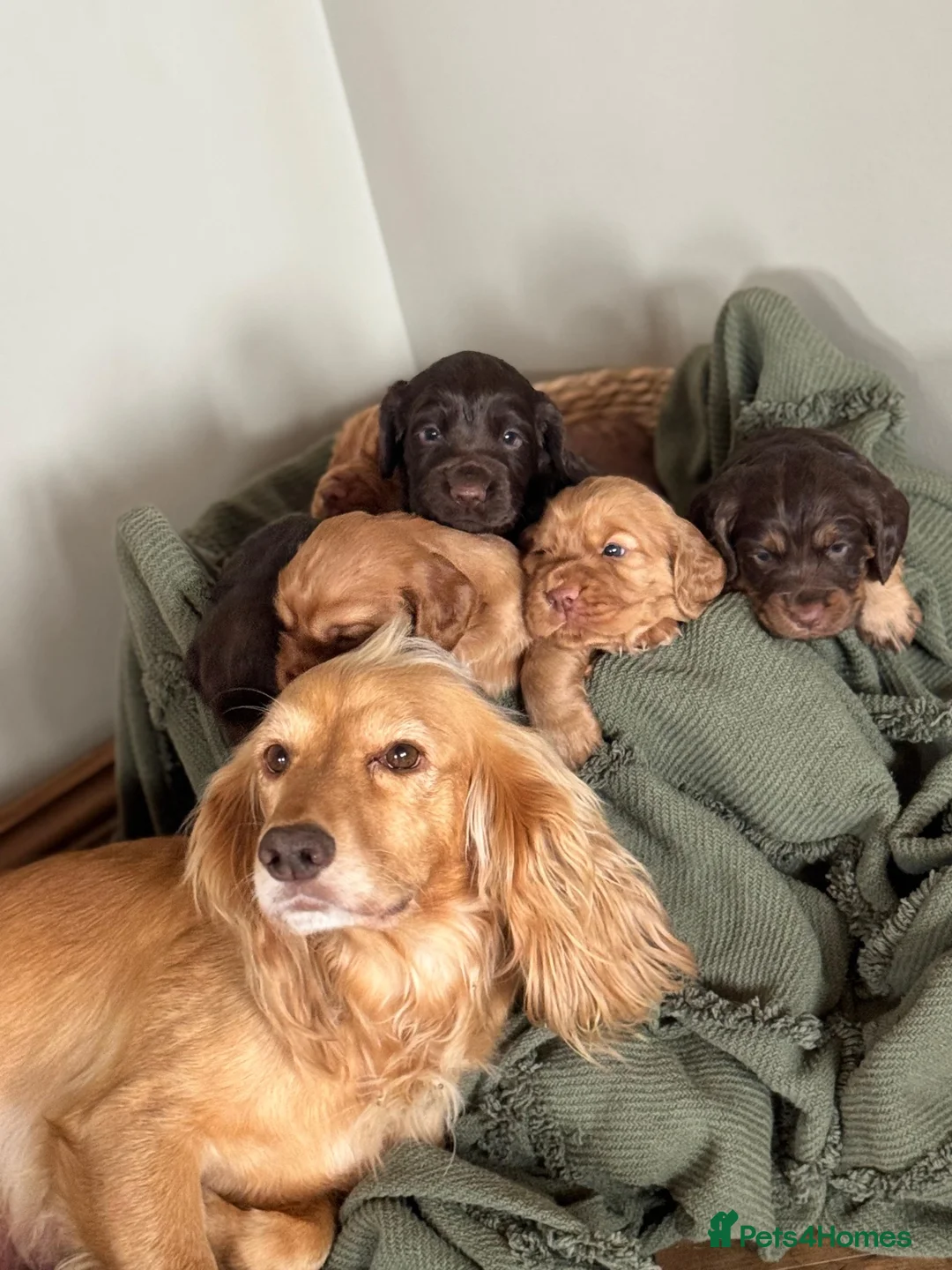 Cocker Spaniel dogs for sale: Working cocker Spaniel Puppies - Advert 14