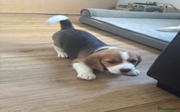 Beagle dogs for sale: 2 stunning Beagle Puppies, ready now in Sidcup - Image 26