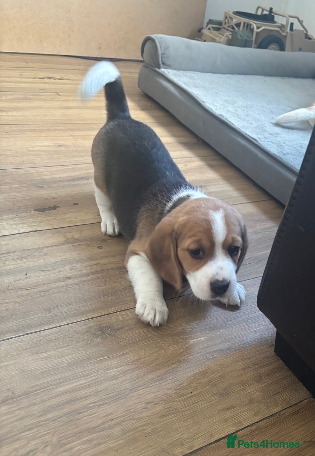 Beagle dogs for sale: 2 stunning Beagle Puppies, ready now in Sidcup - Image 26