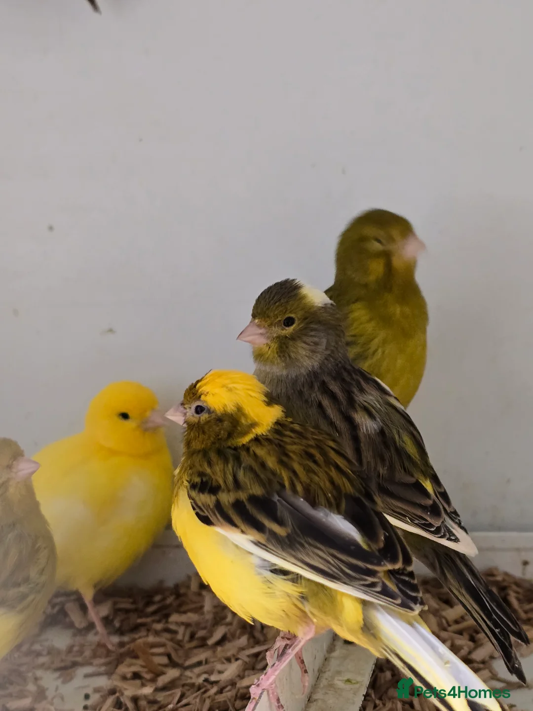 Canaries birds for sale: Stunning Fife & Gloster Canaries (pet or breeding) - Advert 13