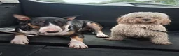 English Bull Terrier dogs for stud: Tri coloured bull terrier for studding (CHAOS) - Advert 4
