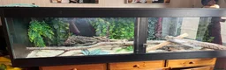 Corn Snake reptiles for sale: Corn snake with Vivarium  in Wirral - Advert 2