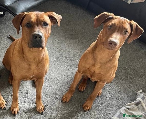 Mixed Breed dogs Rhodesian ridgeback x breed - Advert 1