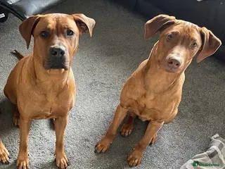 Mixed Breed dogs Rhodesian ridgeback x breed - Advert 3