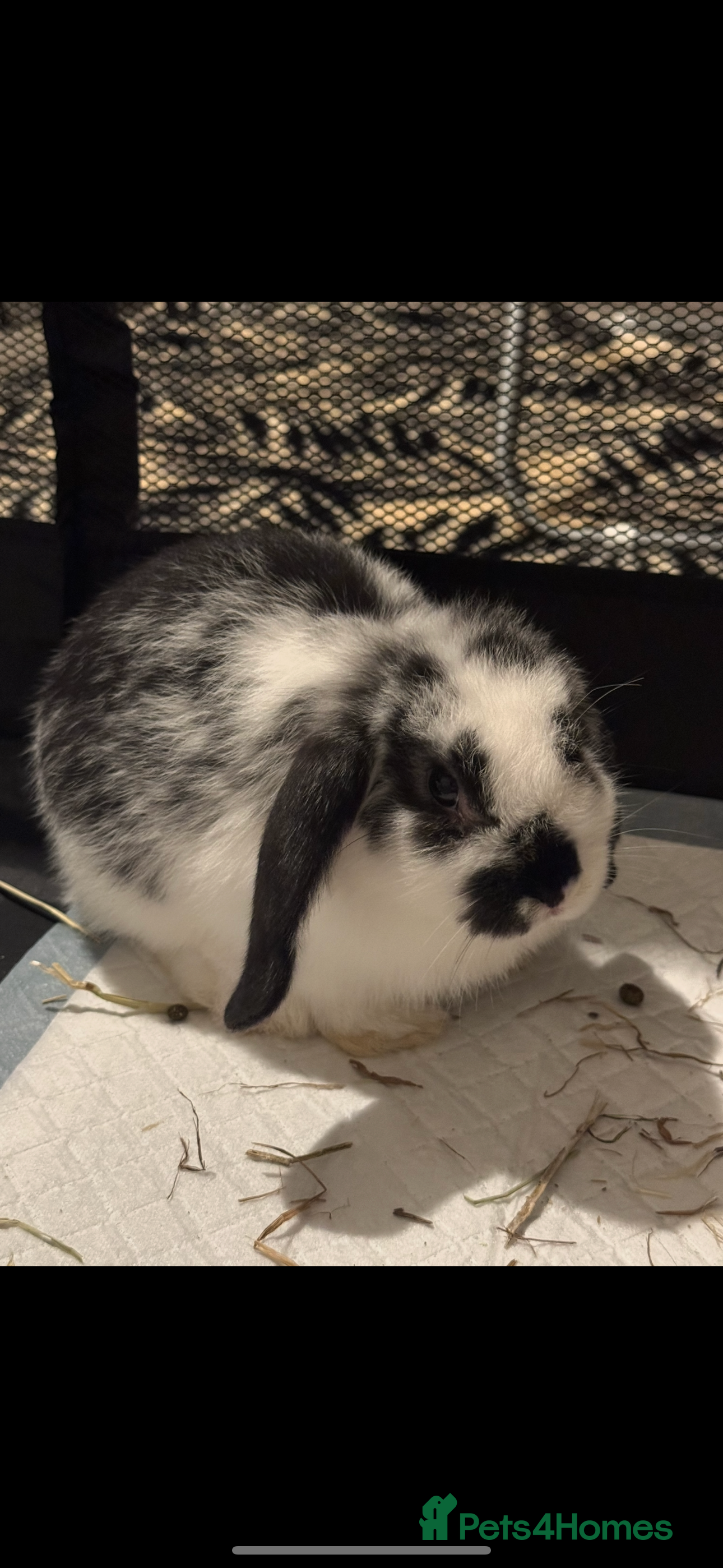 Mini Lop rabbits Mini flop  - Advert 2