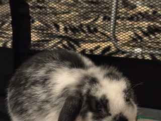 Mini Lop rabbits Mini flop - Advert 2