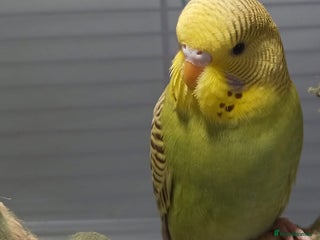 Budgerigars birds - Advert 6