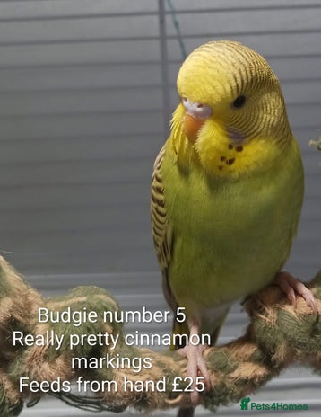 Budgerigars birds - Advert 1
