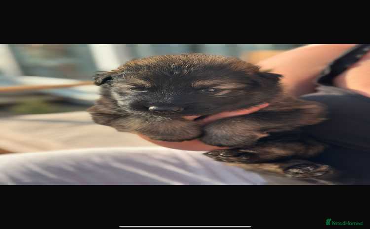 German Shepherd dogs - Advert 6