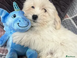 Malshi dogs shihtzu x maltese puppies for sale - Advert 1