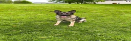 German Shepherd dogs for sale: German shepherd puppies  in Kilmarnock - Advert 12