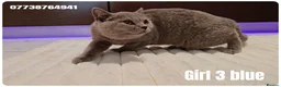 Scottish Fold cats for sale: 🐾 Beautiful Scottish Fold & British Shorthair - Advert 11