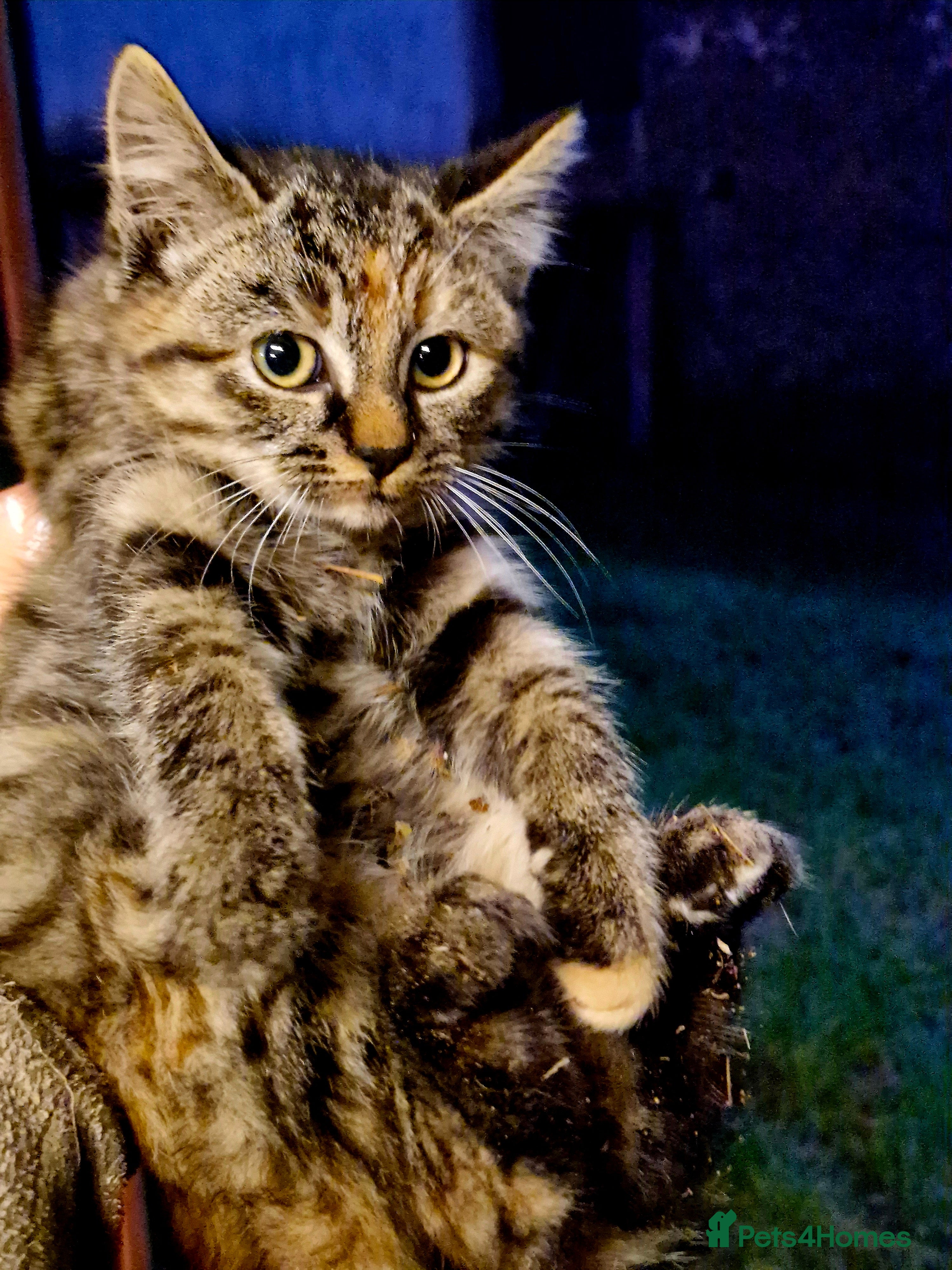 Mixed Breed cats Beautiful fluffy farm kittens - Advert 24