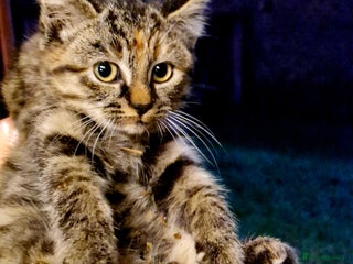 Mixed Breed cats Beautiful fluffy farm kittens - Advert 6