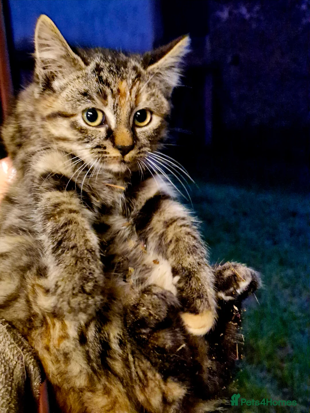 Mixed Breed cats for sale: Beautiful fluffy farm kittens - Advert 1