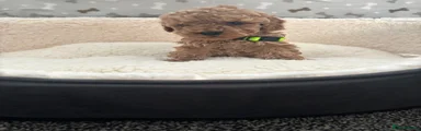 Cavapoo Puppy 6