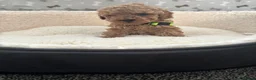 Cavapoo dogs for sale: Stunning F1BB Toy cavapoo - Advert 5