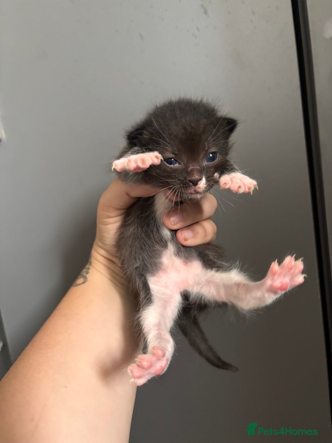 Ragdoll cats for sale: RagDoll/Tabby kittens  - Image 9