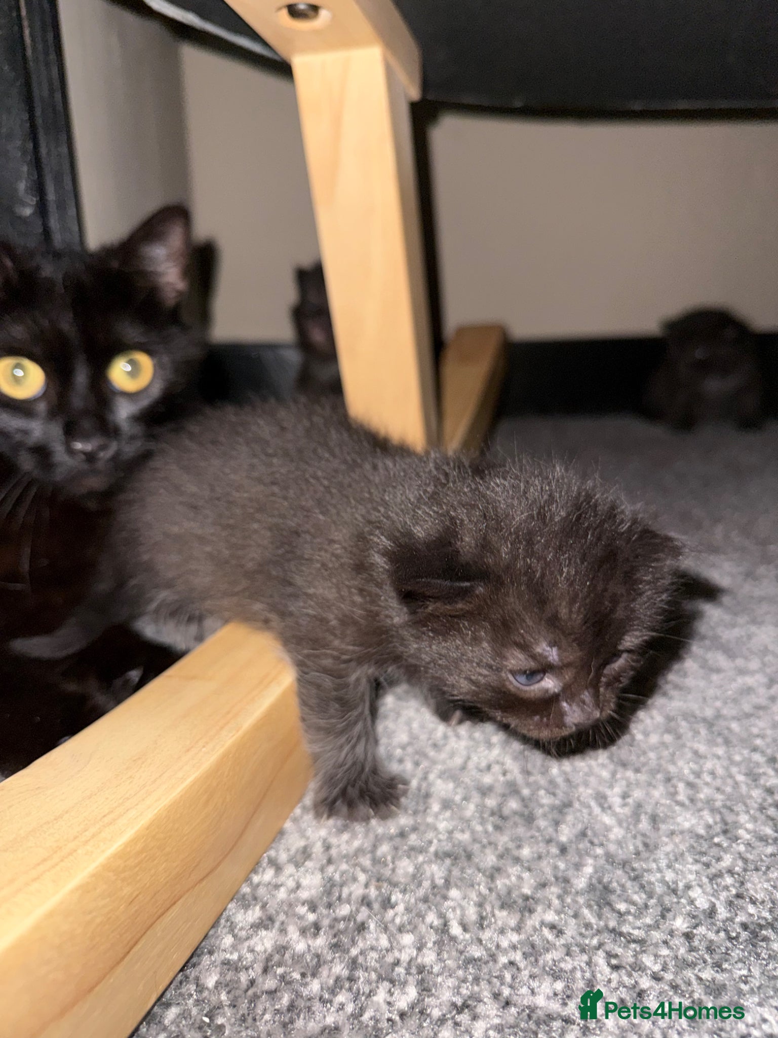 Mixed Breed cats Male kittens - Advert 1