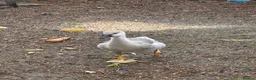 Geese poultry for sale: Trio of Geese ,  Ebden and Chinese goose. - Advert 4