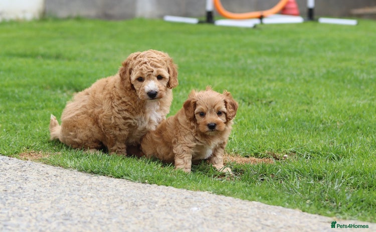 Cockapoo dogs - Advert 2