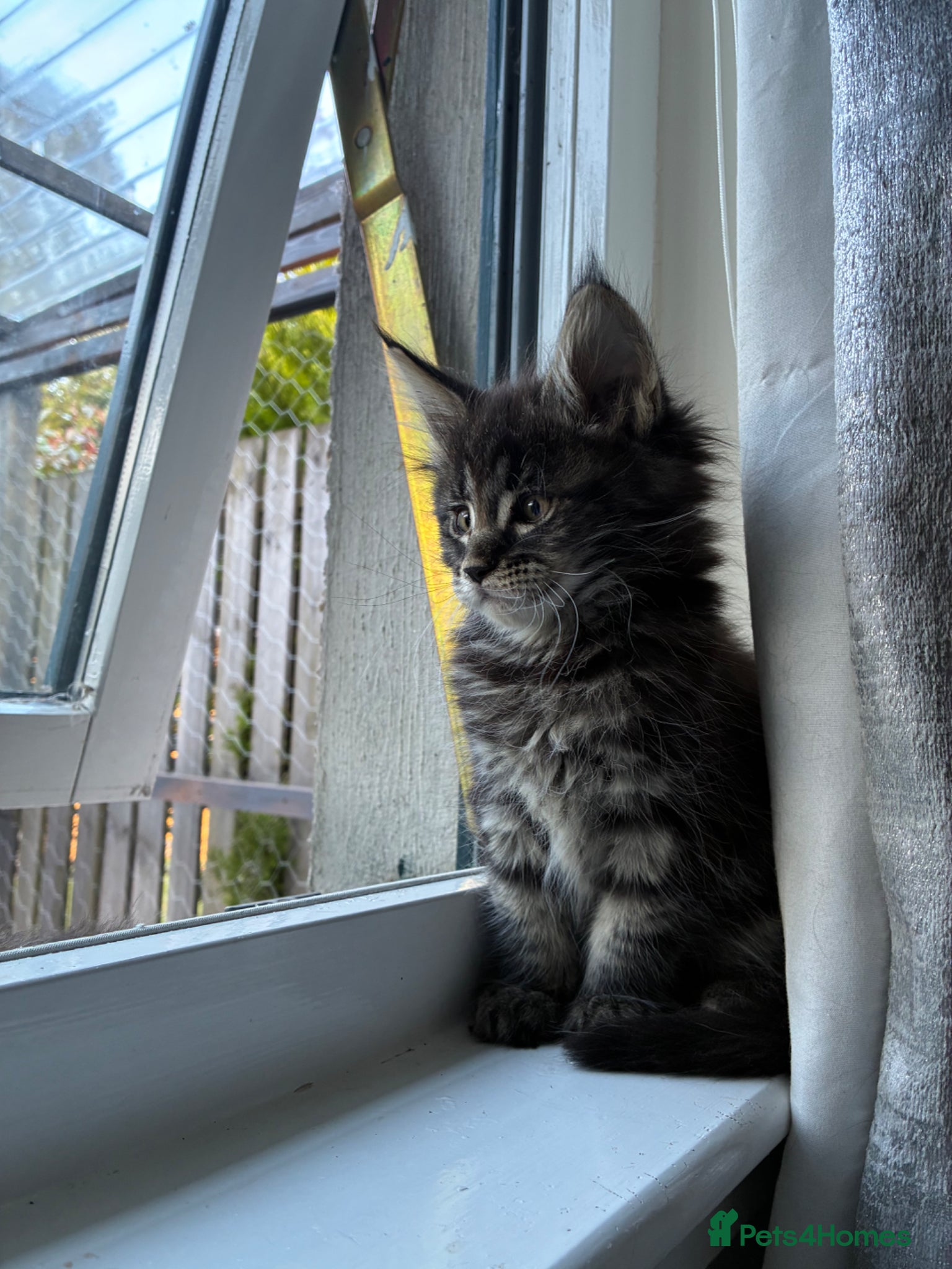 Maine Coon cats Maine coon kittens  - Advert 2