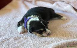 Welsh Corgi Pembroke dogs for sale: Quality Corgi puppies available to loving homes - Image 3