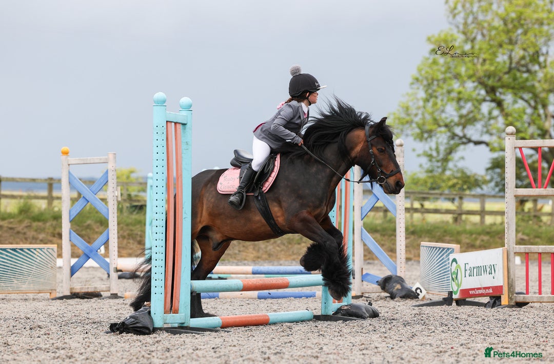 Fell horses for sale: Basil 13.2 registered fell gelding  - Image 15