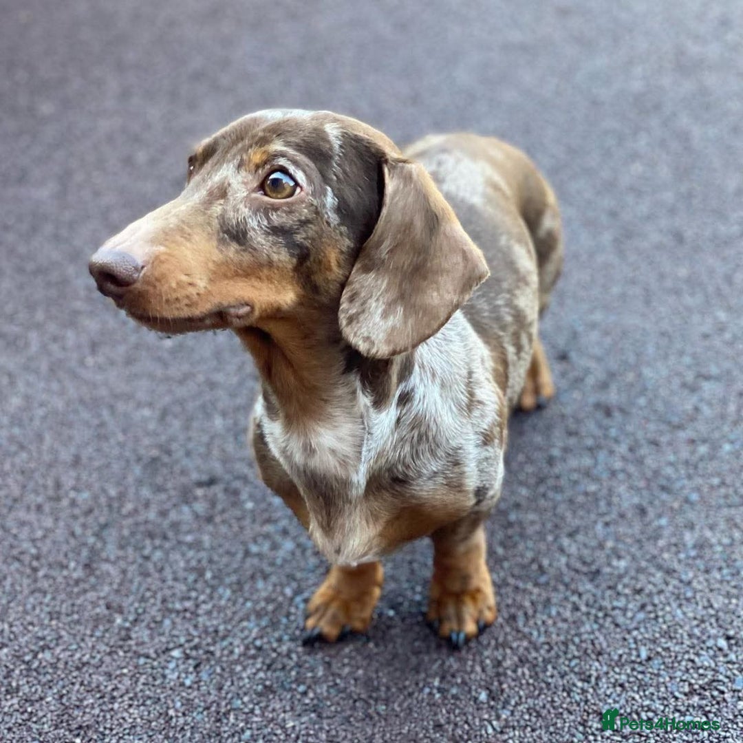 Miniature Dachshund dogs for sale: ADORABLE MINIATURE DACHSHUND PUPPIES - Image 6